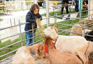 Traditionell locken die Schafe und Ziegen die Kinder an. Alles, was mit Wolle und Fell zu tun hat, entdeckte man gestern beim Wollmarkt. (SZ-Foto: Holger Weber)